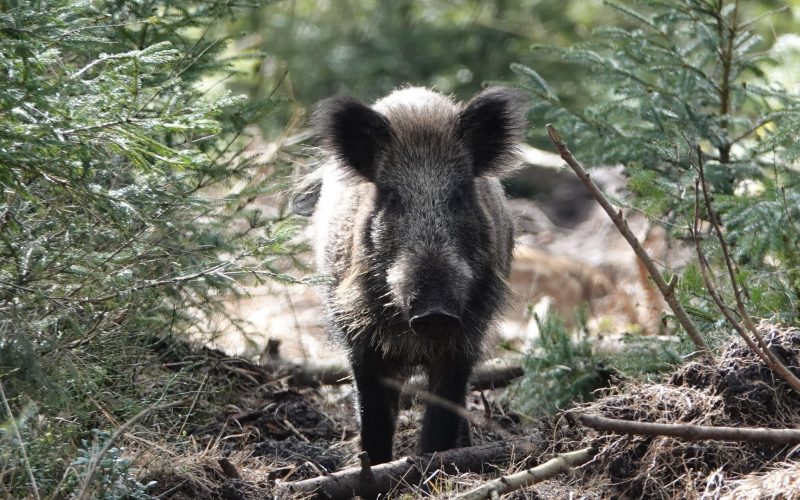 Acht wilde zwijnen verhuisd van Berg en Bos naar Zoo Veldhoven