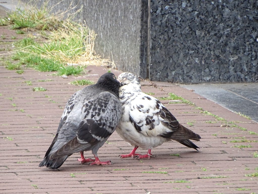 Gratis workshop in Apeldoorn over helpen van stadsduiven met draadvoet
