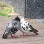 Gratis workshop in Apeldoorn over helpen van stadsduiven met draadvoet