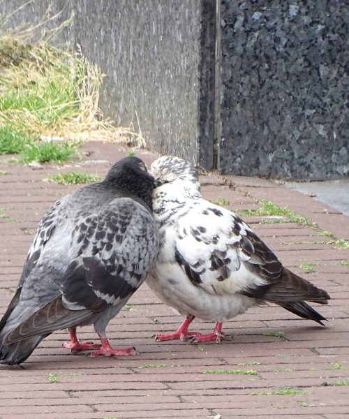 Gratis workshop in Apeldoorn leert deelnemers stadsduiven met ‘draadvoet’ helpen