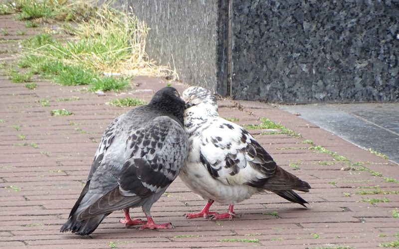 Gratis workshop in Apeldoorn leert deelnemers stadsduiven met ‘draadvoet’ helpen