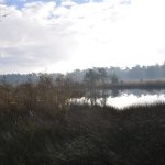 Wandelen door natuurgebied Kootwijker Veen tijdens Kootwijker Veen- en Zandtocht 2026 in Uddel