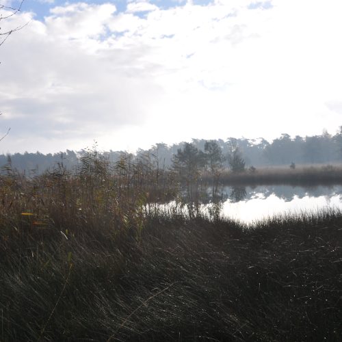 Wandelen door natuurgebied Kootwijker Veen tijdens Kootwijker Veen- en Zandtocht 2026 in Uddel