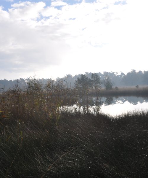 Wandelen door natuurgebied Kootwijker Veen tijdens Kootwijker Veen- en Zandtocht 2026 in Uddel