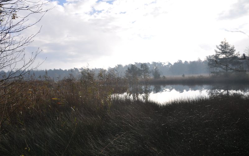 Wandelen door natuurgebied Kootwijker Veen tijdens Kootwijker Veen- en Zandtocht 2026 in Uddel