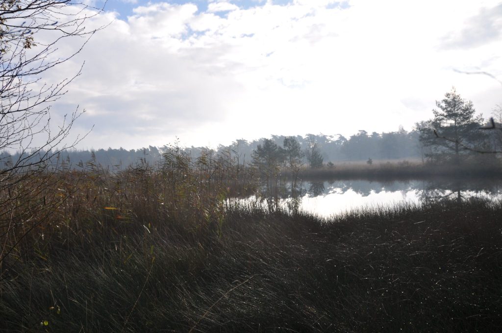 Stuifzandgebied met bomen in herfst op de Veluwe